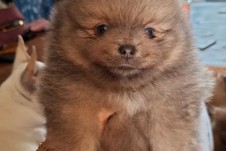 Pomeranian