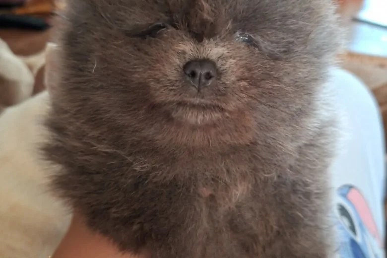 Pomeranian