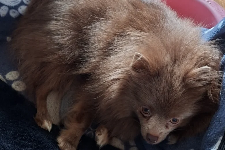 Pomeranian