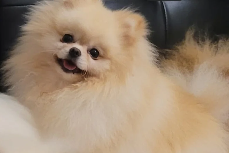 Pomeranian