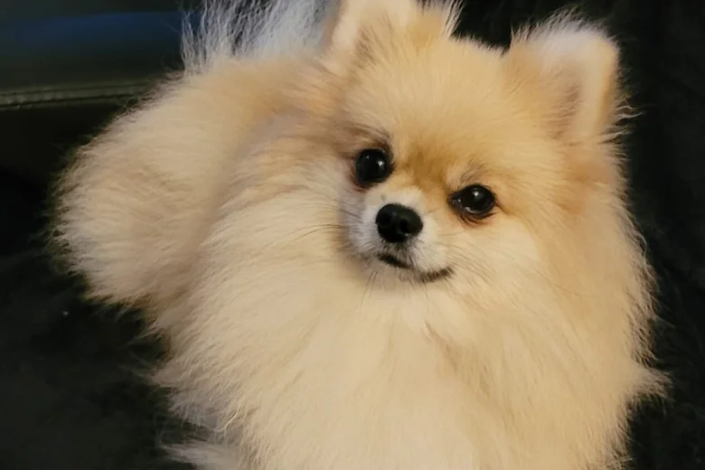 Pomeranian