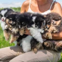 Pomeranian