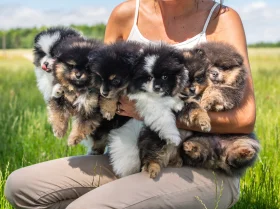 Pomeranian