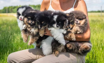 Pomeranian