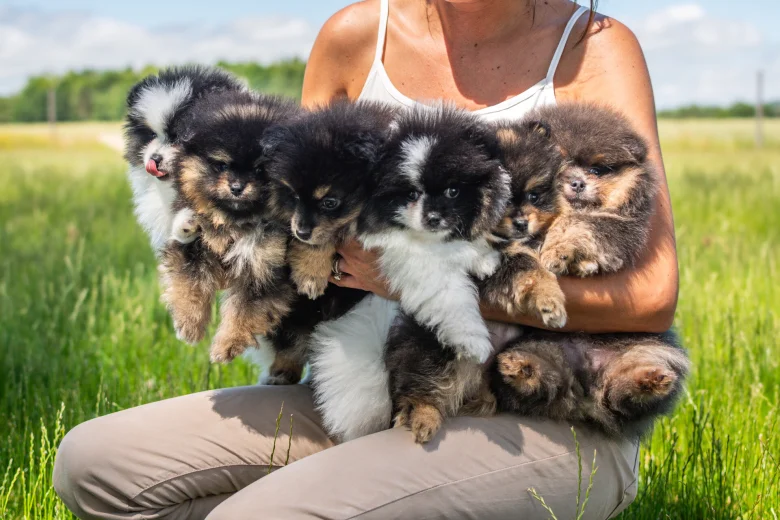 Pomeranian