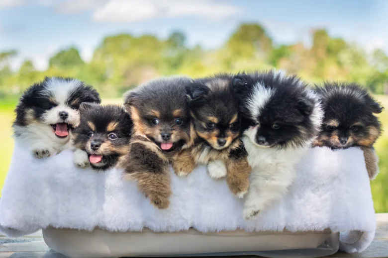 Pomeranian