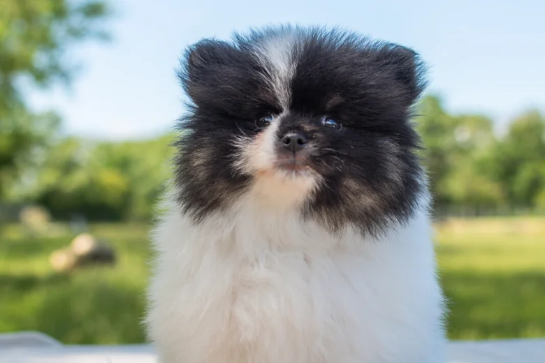 Pomeranian