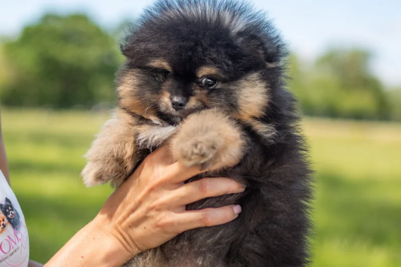 Pomeranian