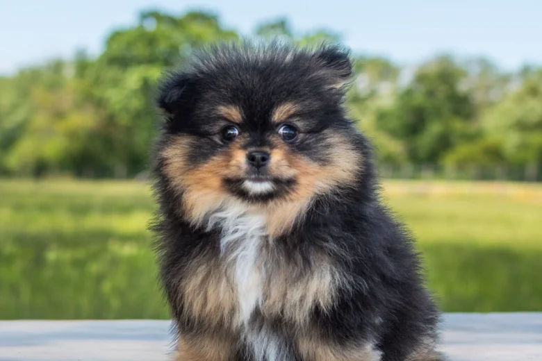 Pomeranian
