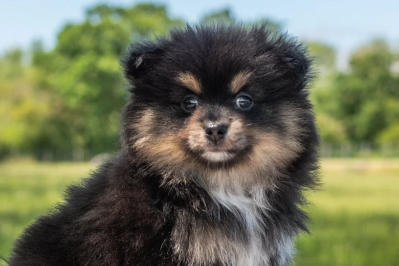Pomeranian
