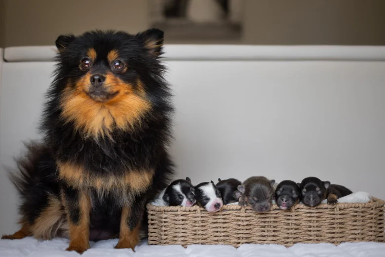 Pomeranian