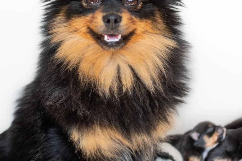 Pomeranian
