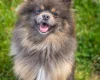 Pomeranian