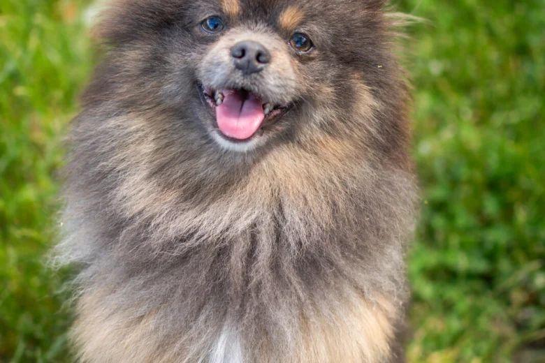 Pomeranian