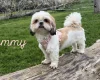 Shihpoo