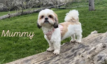 Shihpoo