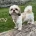 Shihpoo
