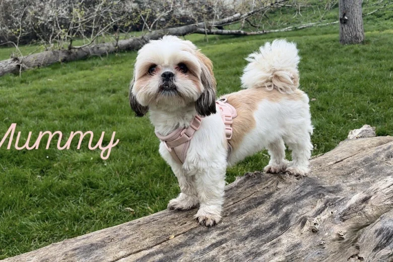 Shihpoo