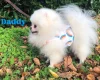Shihpoo