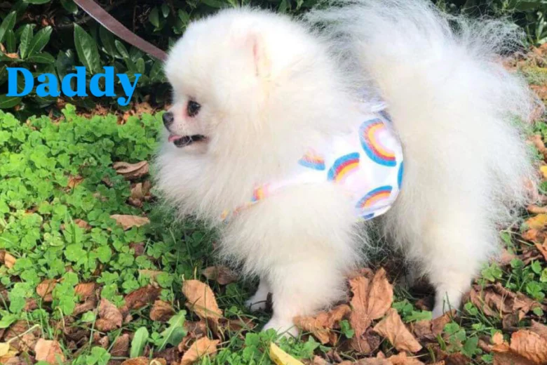 Shihpoo
