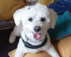 Poochon