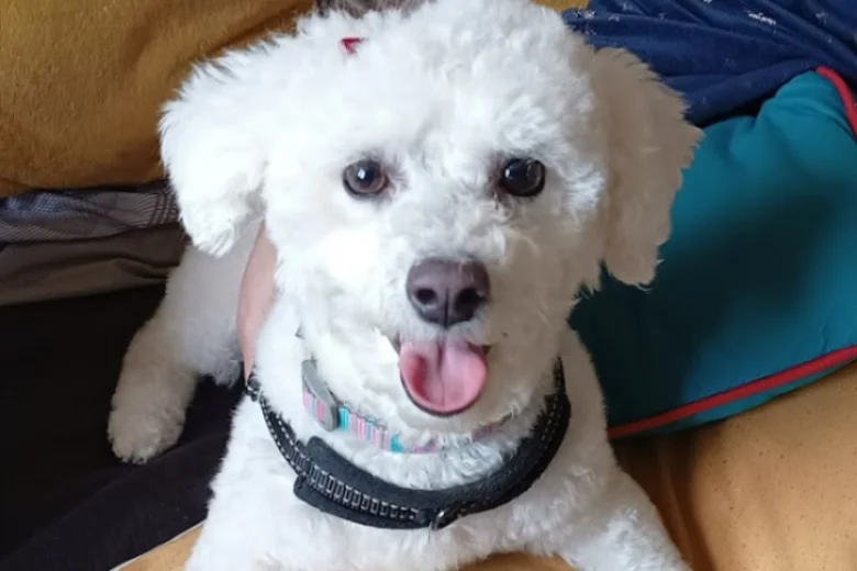 Poochon