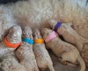 Poochon