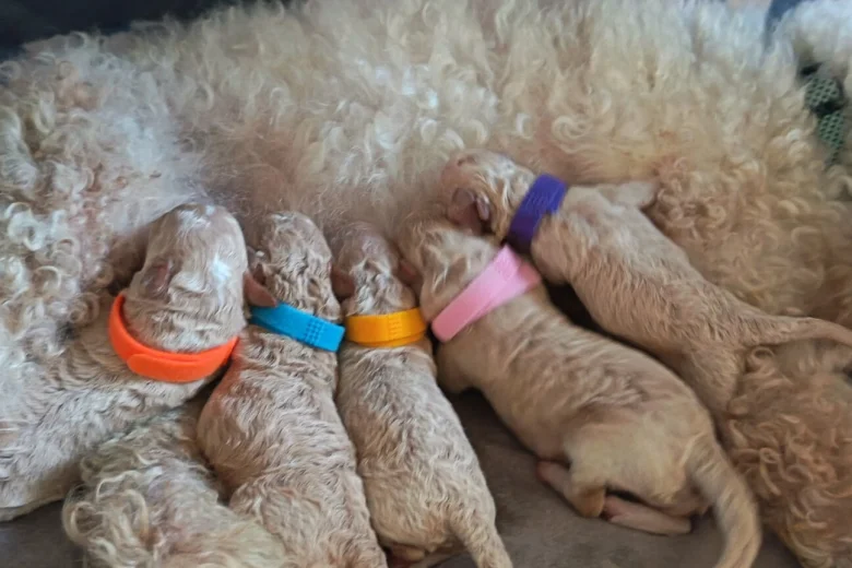 Poochon