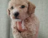 Poochon