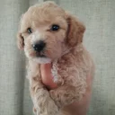Poochon