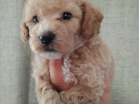 Poochon