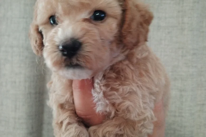 Poochon