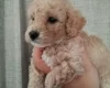 Poochon