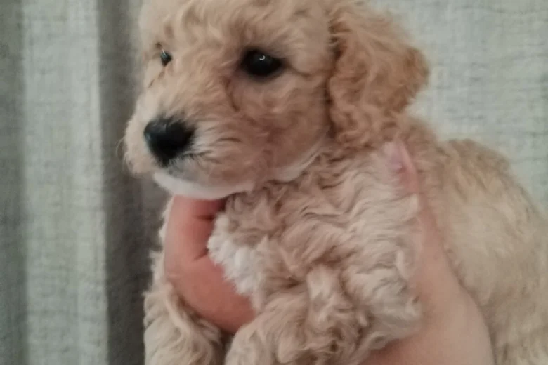Poochon