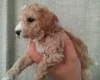 Poochon