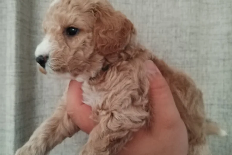 Poochon