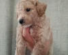 Poochon