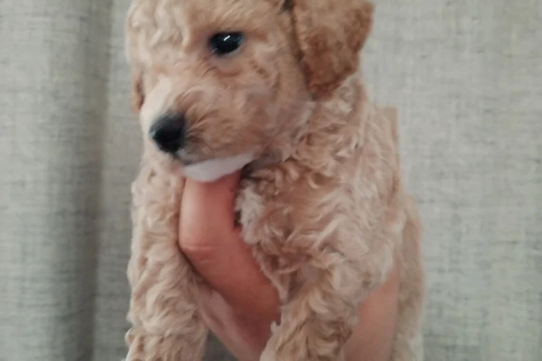Poochon