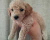 Poochon