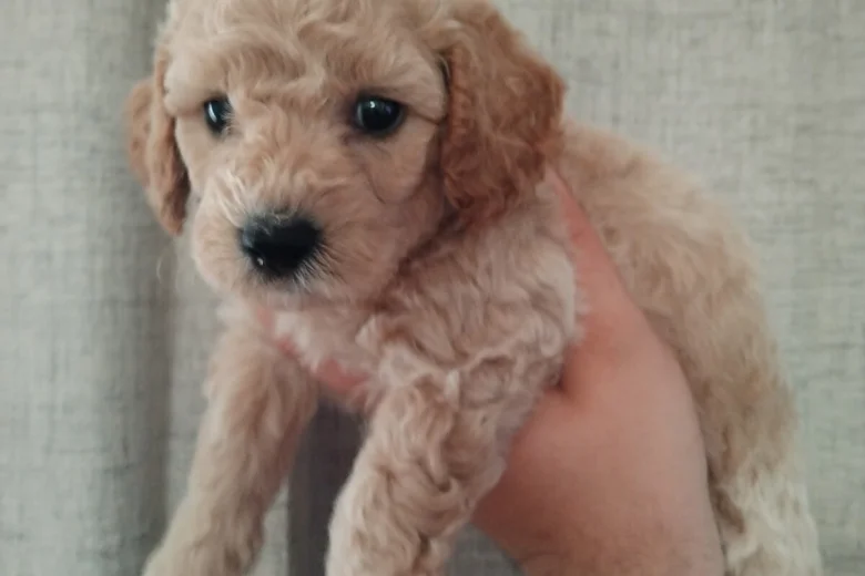 Poochon