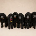 Poodle