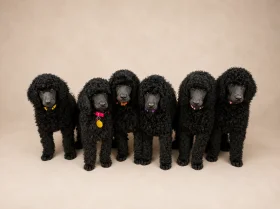 Poodle
