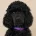Poodle