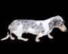 Dachshund (Miniature Smooth Haired)