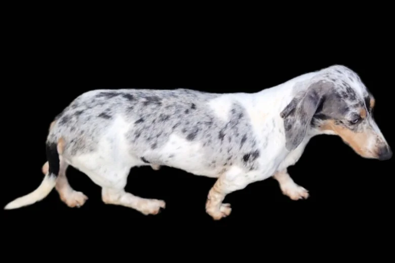 Dachshund (Miniature Smooth Haired)