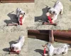 Dachshund (Miniature Smooth Haired)