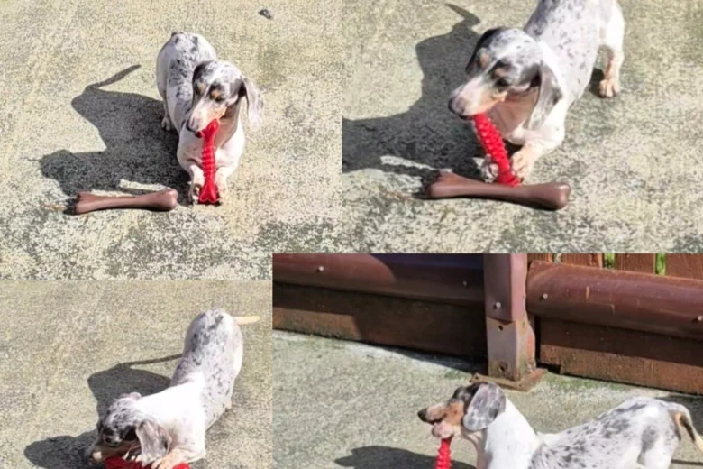 Dachshund (Miniature Smooth Haired)