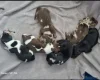 Dachshund (Miniature Smooth Haired)