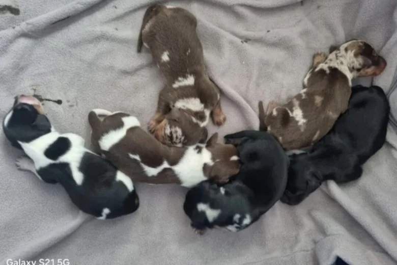 Dachshund (Miniature Smooth Haired)