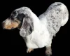 Dachshund (Miniature Smooth Haired)